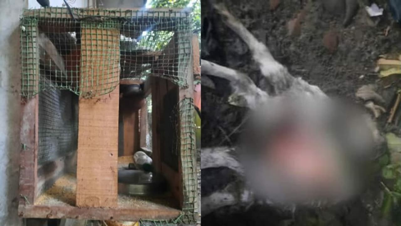 മാന്നാറില്‍ ഭീതി പടര്‍ത്തി അജ്ഞാത ജീവി; ആടുകളെ കൊന്നു, പിന്നാലെ വളർത്തു പക്ഷികളെയും കൊന്നു 