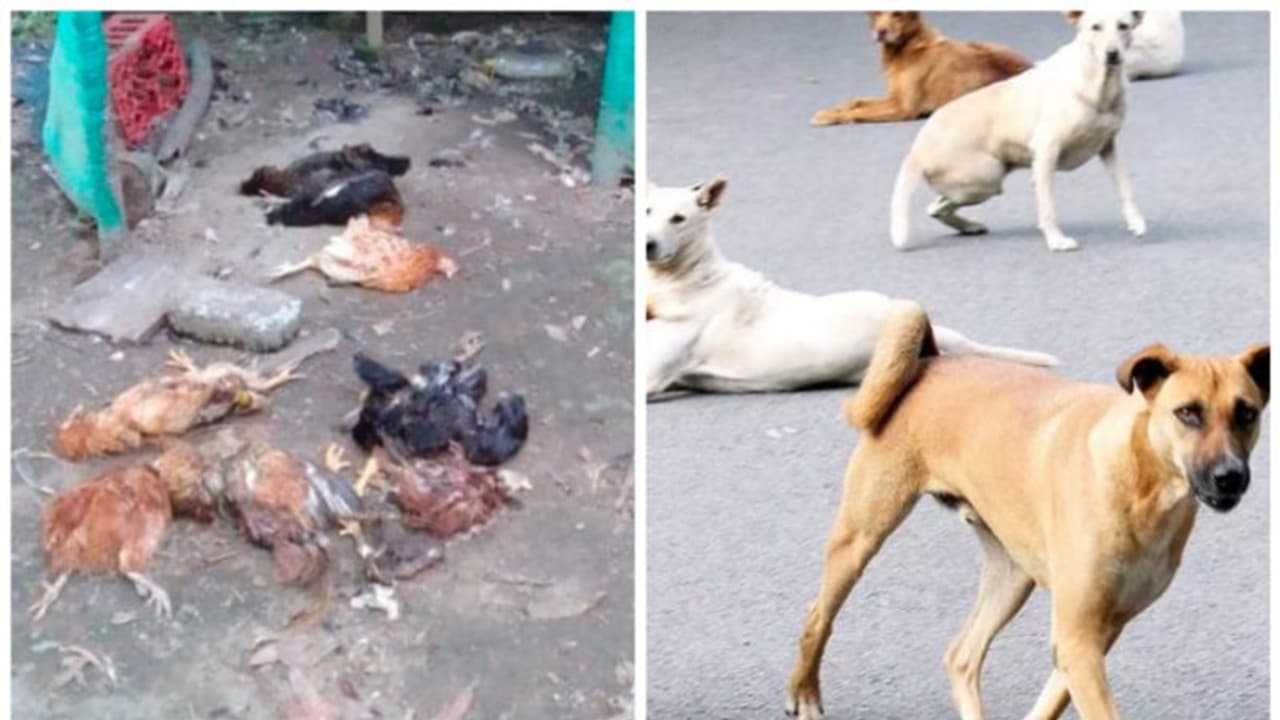 മാന്നാറില്‍ നായ്ക്കളുടെ വിളയാട്ടം; ഒരു വിദ്യാർത്ഥിക്ക് കടിയേറ്റു, ഇരുപതിലധികം കോഴികളെ നായ്ക്കൂട്ടം കൊന്നു