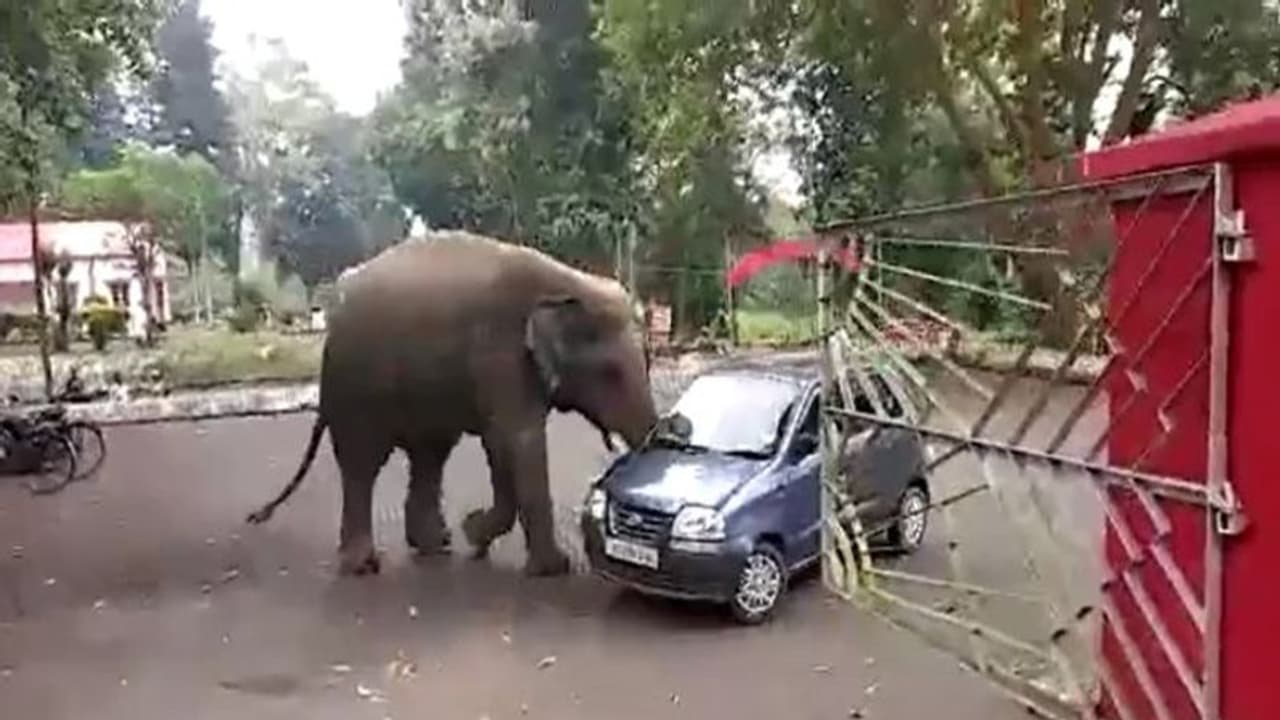 घर के बाहर खड़ी कार को हाथी खिलौना समझकर लगा चलाने, पूरा चक्कर कटवाने के बाद देखिए अंत में क्या हुआ घर के बाहर खड़ी कार को हाथी खिलौना समझकर लगा चलाने, पूरा चक्कर कटवाने के बाद देखिए अंत में क्या हुआ