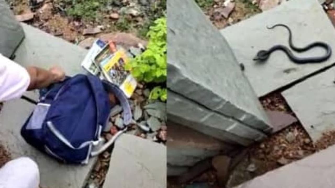 స్కూల్ బ్యాగులో వింత శబ్దాలు.. తీరా ఒపెన్ చేసి చూడగా గుండె గుభేల్! స్కూల్ బ్యాగులో వింత శబ్దాలు.. తీరా ఒపెన్ చేసి చూడగా గుండె గుభేల్!