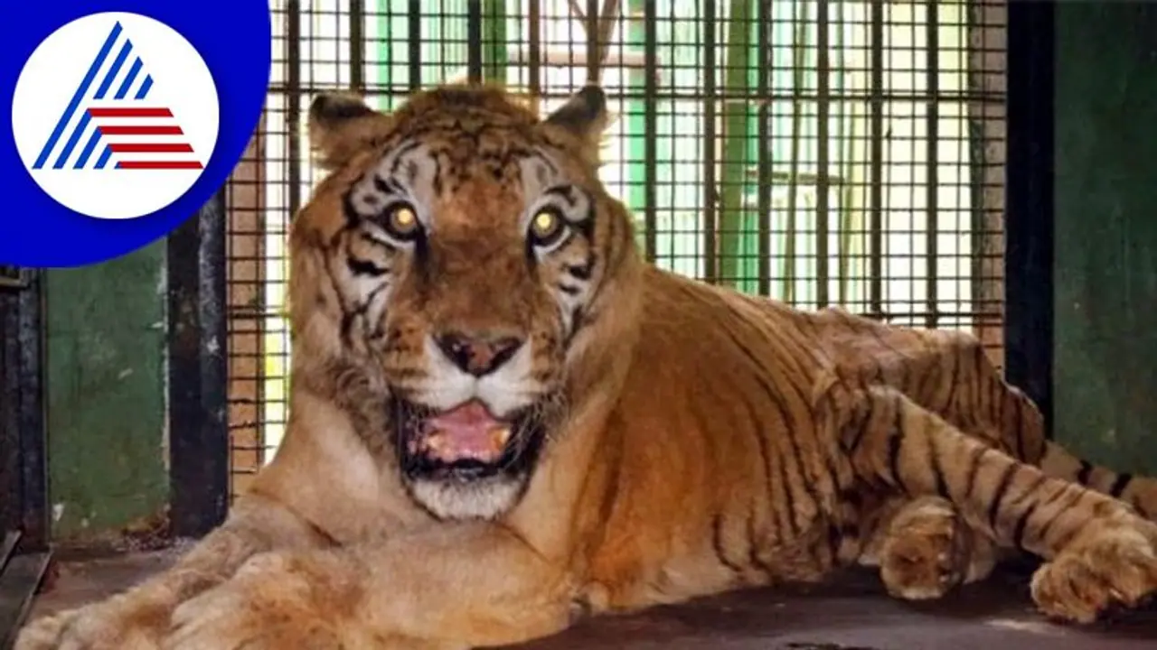 Shivamogga: ತ್ಯಾವರೆಕೊಪ್ಪದ ಸಫಾರಿಯ ದೀರ್ಘಾಯುಷಿ ಹಿರಿಯ ಹುಲಿ ‘ಹನುಮ’ ಸಾವು Shivamogga: ತ್ಯಾವರೆಕೊಪ್ಪದ ಸಫಾರಿಯ ದೀರ್ಘಾಯುಷಿ ಹಿರಿಯ ಹುಲಿ ‘ಹನುಮ’ ಸಾವು