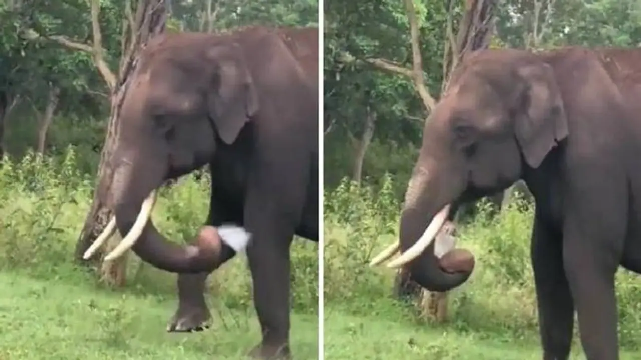 கோவையில் காட்டு யானை ஆக்ரோஷம்; இரும்பு கதவை உடைத்து அட்டூழியம்