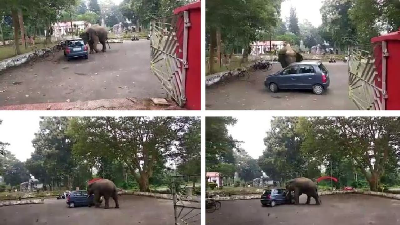 ರಸ್ತೆ ಬದಿ ನಿಲ್ಲಿಸಿದ್ದ ಕಾರಿನೊಂದಿಗೆ ಆನೆಯ ಆಟ: ನೋಡುಗರಿಗೆ ಪುಳಕ,ಕಾರು ಓನರ್‌ಗೆ ನಡುಕ