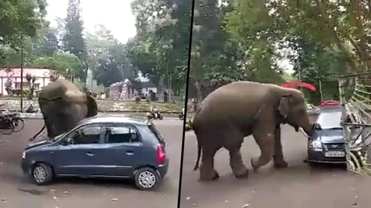 Elephant moves hatchback car like a toy; watch viral video from Assam Elephant moves hatchback car like a toy; watch viral video from Assam