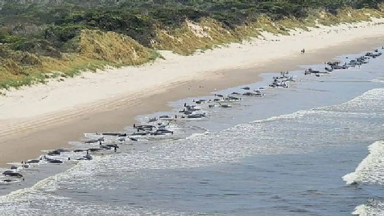 തീരത്തടിഞ്ഞത് 230 തിമിംഗലങ്ങൾ, പകുതിയിലധികവും ചത്ത നിലയിൽ, കാരണം... തീരത്തടിഞ്ഞത് 230 തിമിംഗലങ്ങൾ, പകുതിയിലധികവും ചത്ത നിലയിൽ, കാരണം...