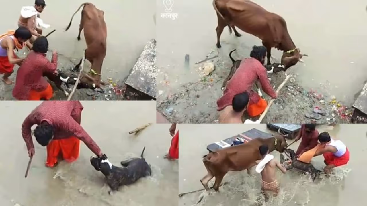 ನಾಯಿ ದಾಳಿಯ ಮತ್ತೊಂದು ಭಯಾನಕ ವಿಡಿಯೋ ವೈರಲ್: ಹಸುವನ್ನು ಕಚ್ಚಿ ಎಳೆದಾಡಿದ ಪಿಟ್ಬುಲ್ ಶ್ವಾನ