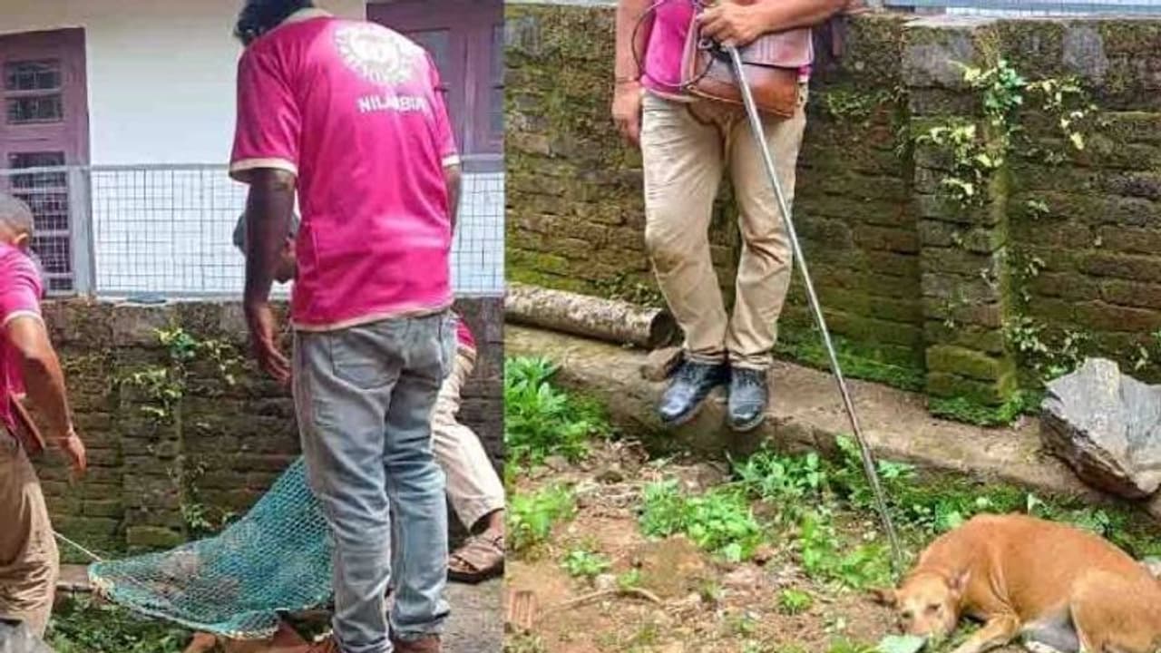 പ്രസവത്തിനിടെ തെരുവ് നായയെ അടിച്ചോടിച്ചു; പാതി പുറത്തു വന്ന കുഞ്ഞുമായി അലച്ചിൽ, കുട്ടികൾ ചത്തു പ്രസവത്തിനിടെ തെരുവ് നായയെ അടിച്ചോടിച്ചു; പാതി പുറത്തു വന്ന കുഞ്ഞുമായി അലച്ചിൽ, കുട്ടികൾ ചത്തു