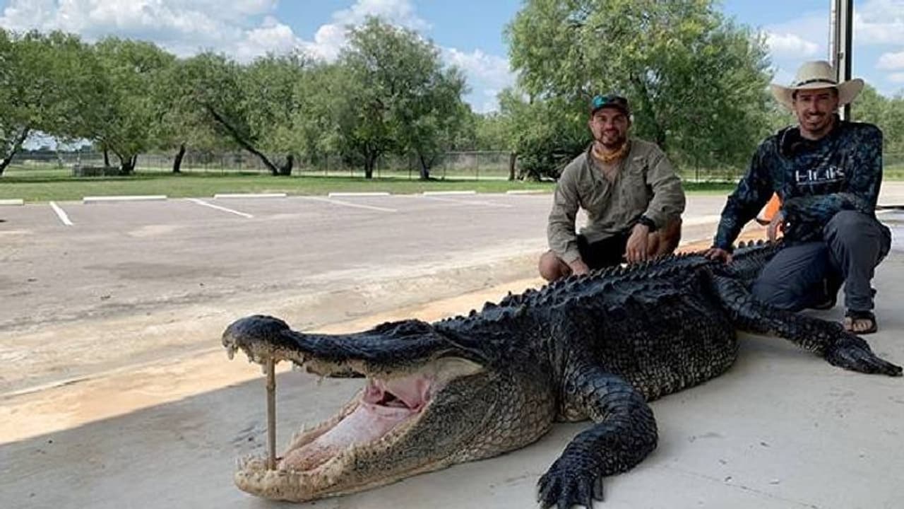 ടെക്സാക്സിൽ വേട്ടയാടി പിടിച്ചത് 14 അടിയുള്ള ഭീമൻ ചീങ്കണ്ണിയെ, കൊന്നു