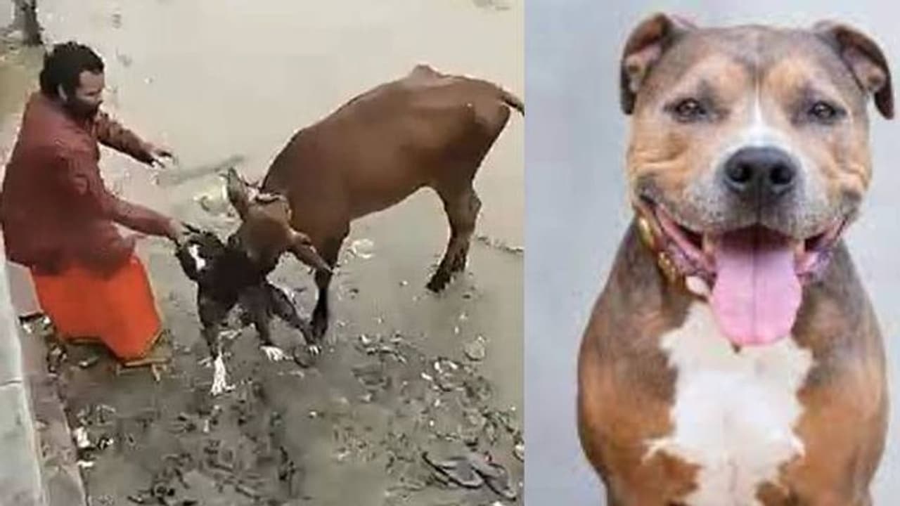 പശുവിന്റെ വായിൽ കടിച്ച് പിറ്റ്ബുൾ, പിടിവിടുവിക്കാൻ പെടാപാട് പെട്ട് ഉടമ, പശുവിന് ഗുരുതര പരിക്ക്