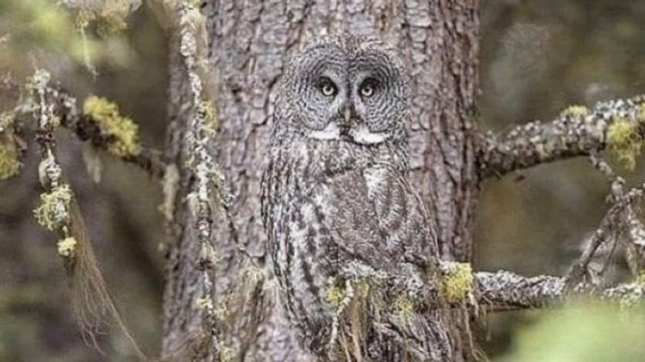यूजर्स को 'उल्लू' बना रहा पेड़ पर छिपकर बैठा यह रहस्यमयी जीव, आसानी से नहीं आएगा नजर यूजर्स को 'उल्लू' बना रहा पेड़ पर छिपकर बैठा यह रहस्यमयी जीव, आसानी से नहीं आएगा नजर