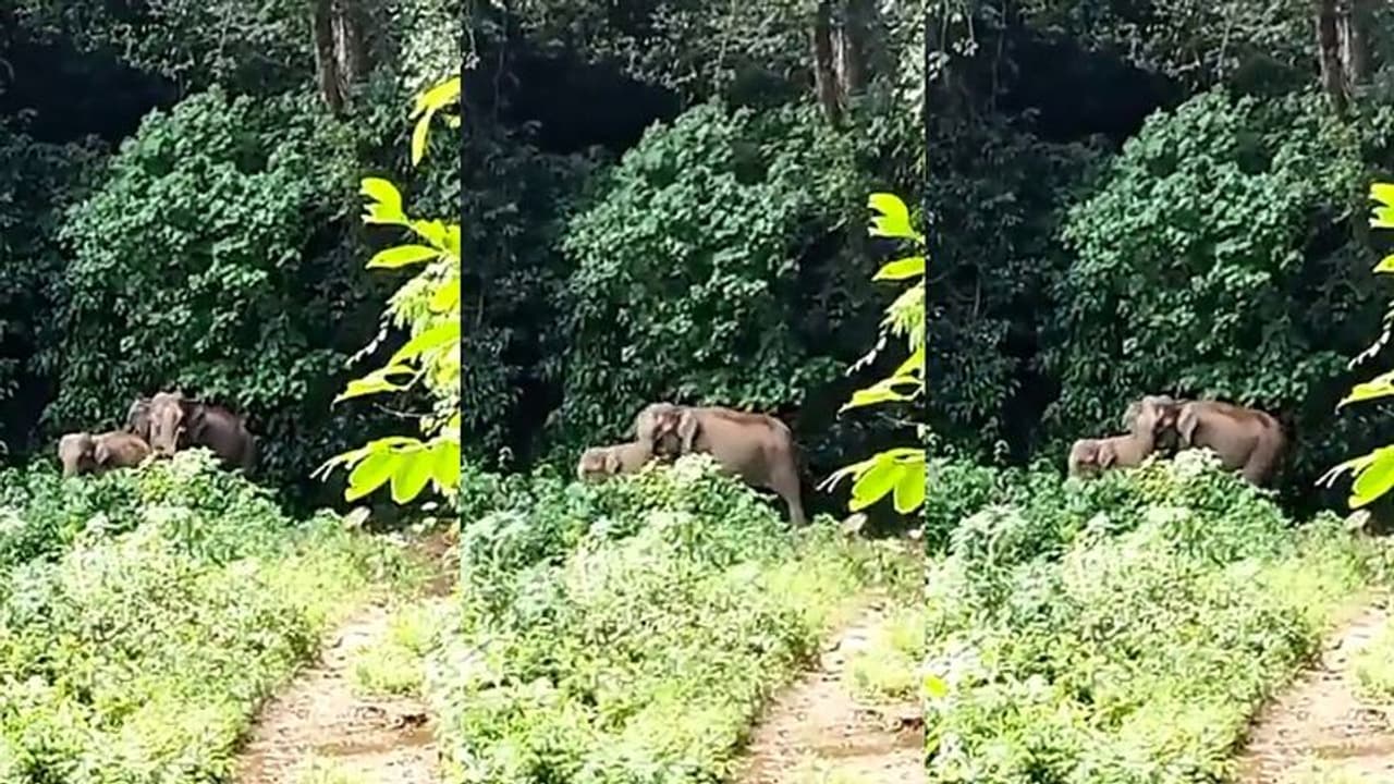 ಕಳೆದೋದ ಕಂದನ ಹುಡುಕಿಕೊಟ್ಟ ಅರಣ್ಯ ಸಿಬ್ಬಂದಿ: ಥ್ಯಾಂಕ್ಸ್ ಹೇಳಿದ ಅಮ್ಮ