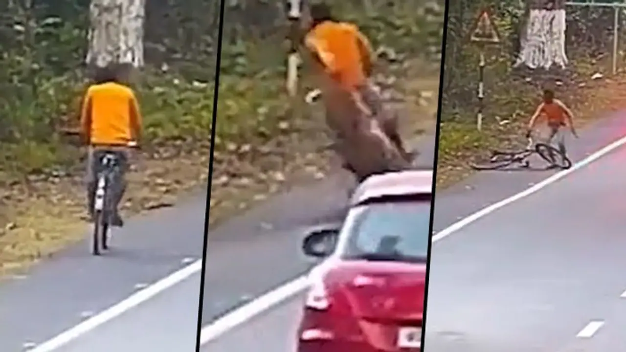 Watch: Leopard jumps on a man riding a bicycle near Kaziranga Tiger Reserve; here’s what happened next Watch: Leopard jumps on a man riding a bicycle near Kaziranga Tiger Reserve; here’s what happened next