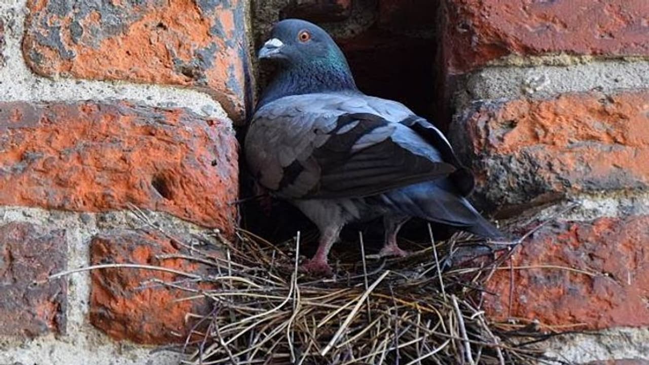 বাড়ির কোনও অংশে পাখির বাসা রয়েছে? জেনে নিন এর অর্থ