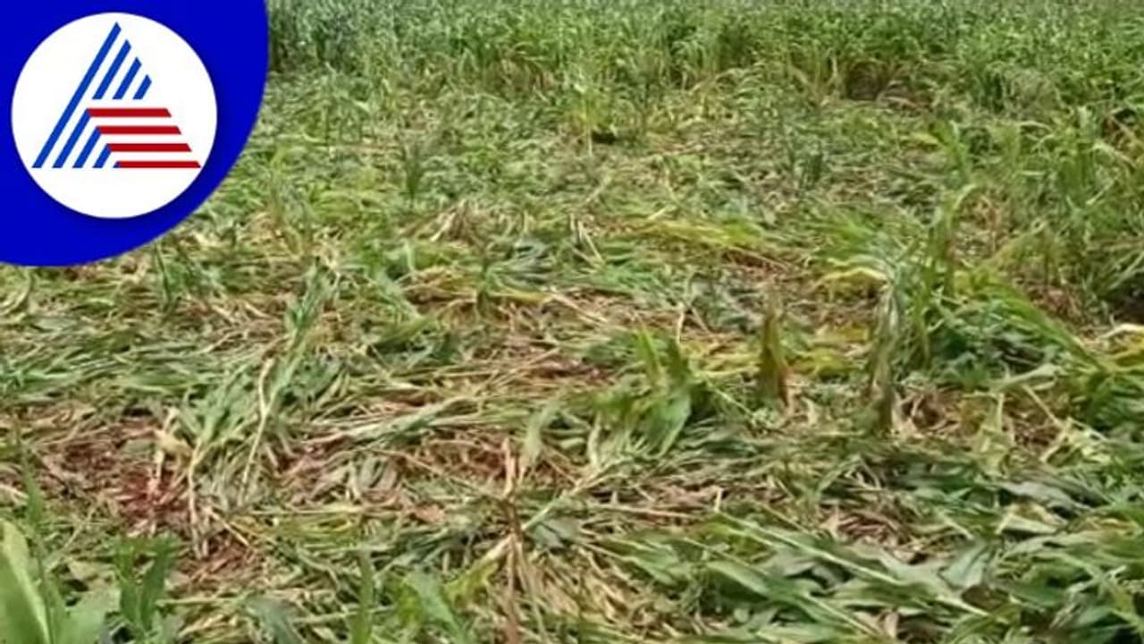 Ballari: ಮಳೆ ನಷ್ಟದ ಸರ್ವೇಗೆ ಬಾರದ ಅಧಿಕಾರಿಗಳ ವಿರುದ್ಧ ರೈತರ ಆಕ್ರೋಶ Ballari: ಮಳೆ ನಷ್ಟದ ಸರ್ವೇಗೆ ಬಾರದ ಅಧಿಕಾರಿಗಳ ವಿರುದ್ಧ ರೈತರ ಆಕ್ರೋಶ