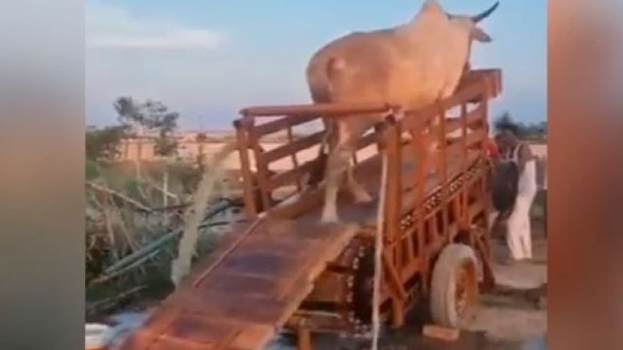 IAS ने सिंचाई के नए तरीके वाली इस वीडियो को कहा शानदार, यूजर्स बोले यह पशुओं का शोषण है IAS ने सिंचाई के नए तरीके वाली इस वीडियो को कहा शानदार, यूजर्स बोले यह पशुओं का शोषण है