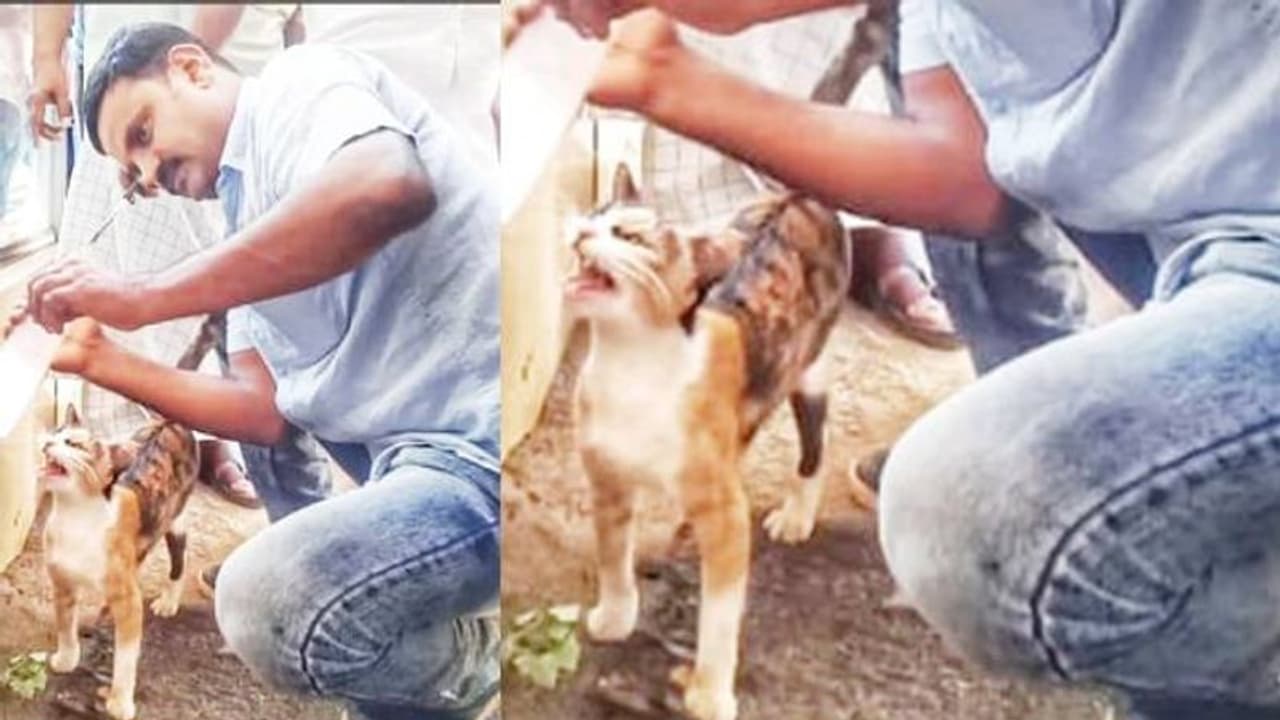 കുഞ്ഞിപ്പൂച്ചയെ രക്ഷിക്കാൻ കുട്ടികളോട് സഹായമഭ്യർഥിച്ച് തള്ളപ്പൂച്ച, ഒടുവിൽ ജീവൻ തിരിച്ചു കിട്ടി കുഞ്ഞിപ്പൂച്ചയെ രക്ഷിക്കാൻ കുട്ടികളോട് സഹായമഭ്യർഥിച്ച് തള്ളപ്പൂച്ച, ഒടുവിൽ ജീവൻ തിരിച്ചു കിട്ടി