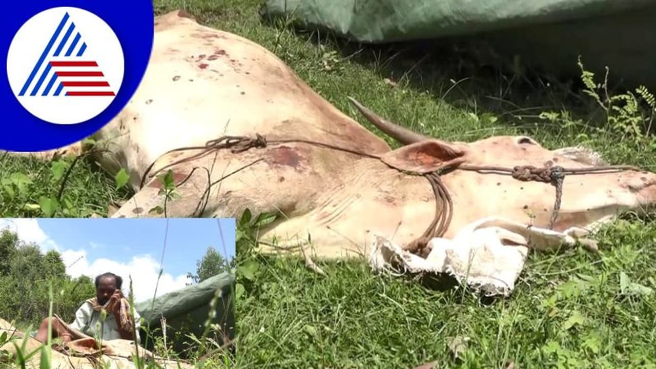 Lumpy skin disease: ರಾಸುಗಳಿಗೆ ಚರ್ಮಗಂಟು ರೋಗ; ಆತಂಕದಲ್ಲಿ ರೈತರು