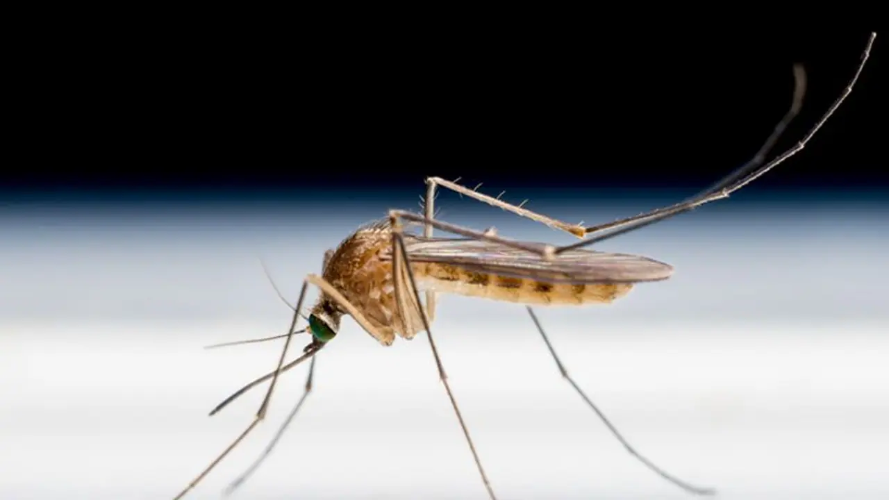 ചിക്കുൻ ഗുനിയയും ഡെങ്കിപ്പനിയും എങ്ങനെ വേര്‍തിരിച്ചറിയാം?