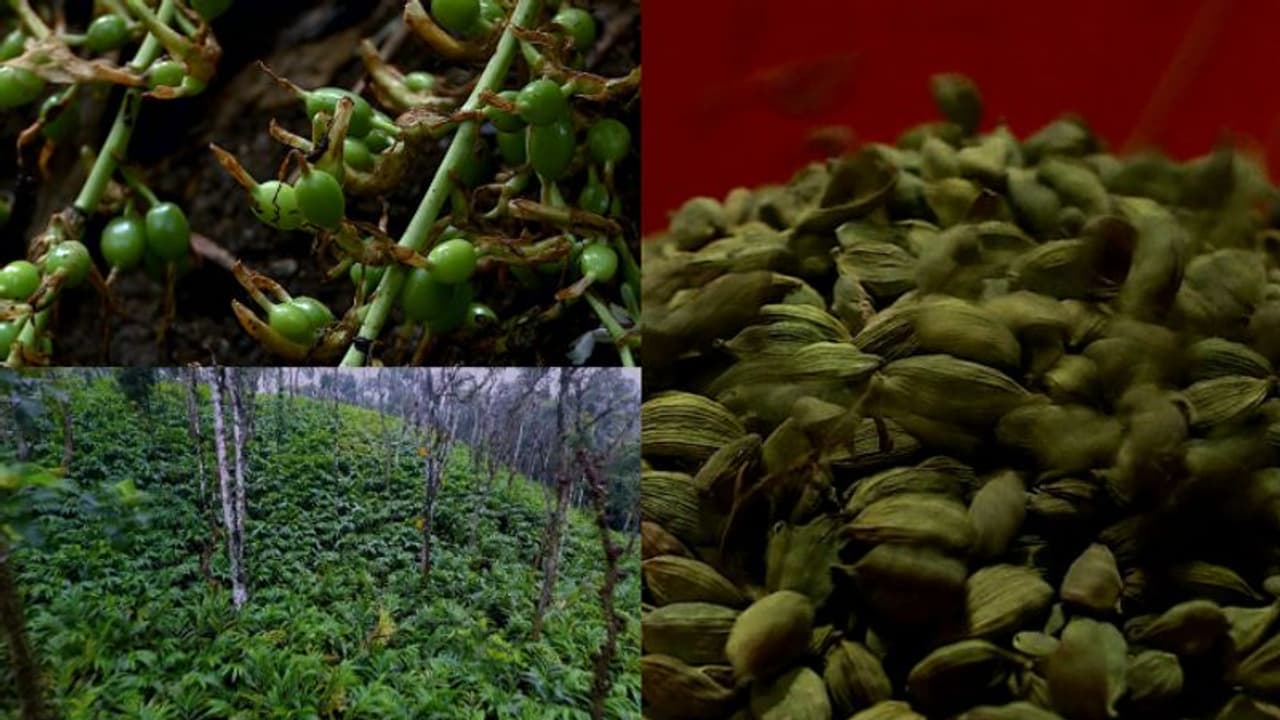 രണ്ട് വർഷം മുമ്പ് വില 5000, ഇപ്പോൾ വെറും 950! പ്രതിസന്ധിയാണ് സര്ക്കാരെ; ഇടപെടൽ തേടി ഏലം കര്ഷകര് രണ്ട് വർഷം മുമ്പ് വില 5000, ഇപ്പോൾ വെറും 950! പ്രതിസന്ധിയാണ് സര്ക്കാരെ; ഇടപെടൽ തേടി ഏലം കര്ഷകര്