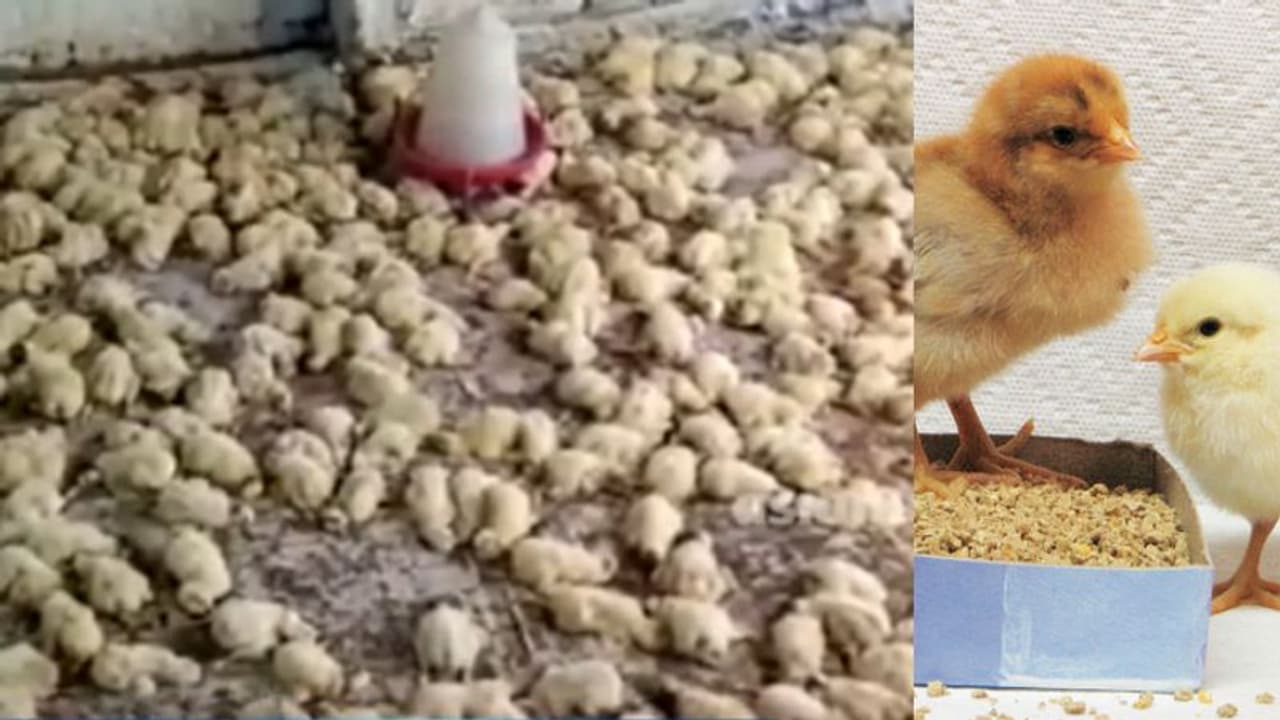 കീരിക്കൂട്ടത്തിന്റെ ആക്രമണം; രണ്ടായിരത്തോളം കോഴിക്കുഞ്ഞുങ്ങള് ചത്തു, സംഭവം ആലപ്പുഴയില് കീരിക്കൂട്ടത്തിന്റെ ആക്രമണം; രണ്ടായിരത്തോളം കോഴിക്കുഞ്ഞുങ്ങള് ചത്തു, സംഭവം ആലപ്പുഴയില്