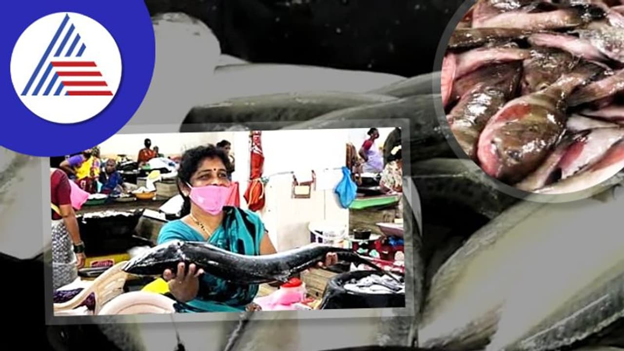 Udupi; ಹೊಟ್ಟೆ ತುಂಬಾ ಬಂಗುಡೆ ಮೀನು, ನಾಡದೋಣಿಗಳಲ್ಲಿ ಮಿಲ್ಕ್ ತಾಟೆ ಮೀನಿನ ಸುಗ್ಗಿ Udupi; ಹೊಟ್ಟೆ ತುಂಬಾ ಬಂಗುಡೆ ಮೀನು, ನಾಡದೋಣಿಗಳಲ್ಲಿ ಮಿಲ್ಕ್ ತಾಟೆ ಮೀನಿನ ಸುಗ್ಗಿ