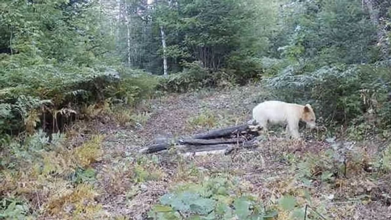 ക്യാമറയില് പതിഞ്ഞ ആ നൂറില് ഒരുവന് കൊല്ലപ്പെട്ടു, കൊലയാളി ആരെന്നോ? ക്യാമറയില് പതിഞ്ഞ ആ നൂറില് ഒരുവന് കൊല്ലപ്പെട്ടു, കൊലയാളി ആരെന്നോ?