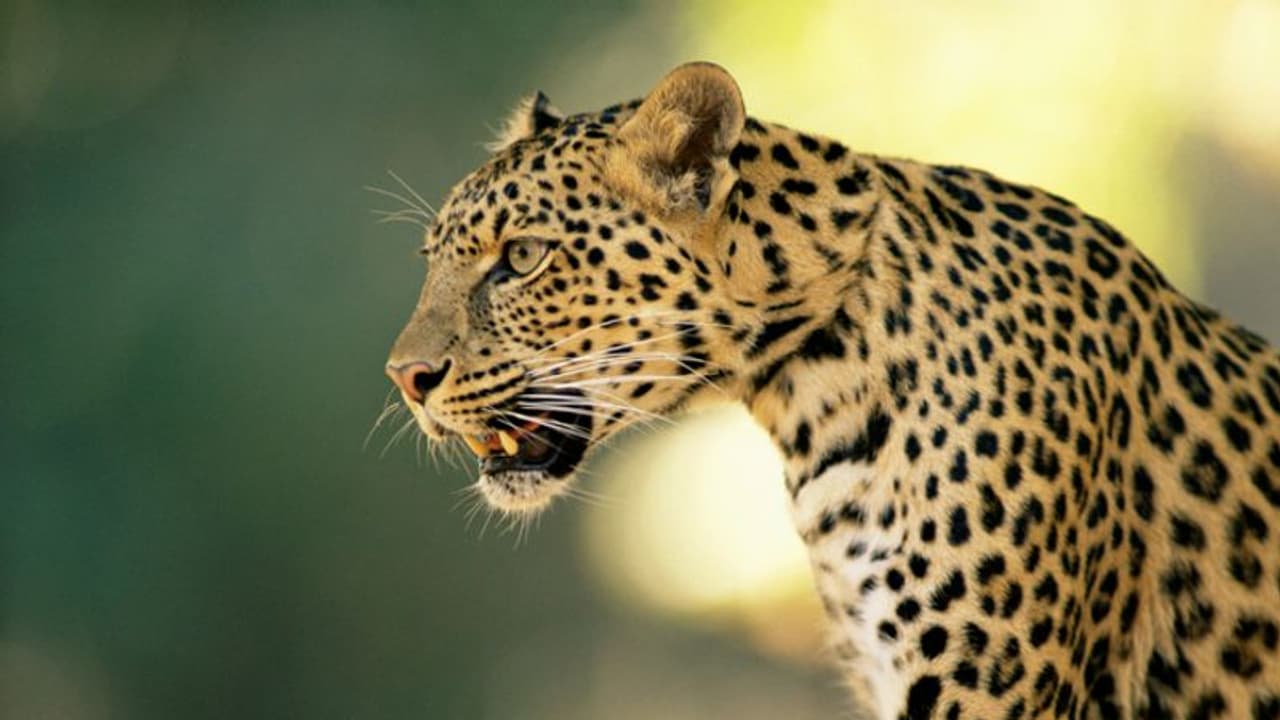 Bengaluru: ಗೊಂಗಡಿಪುರದಲ್ಲಿ ಚಿರತೆ ಪ್ರತ್ಯಕ್ಷ?: ಹೆಜ್ಜೆ ಗುರುತು, ನಾಯಿಯ ದೇಹ ಪತ್ತೆ