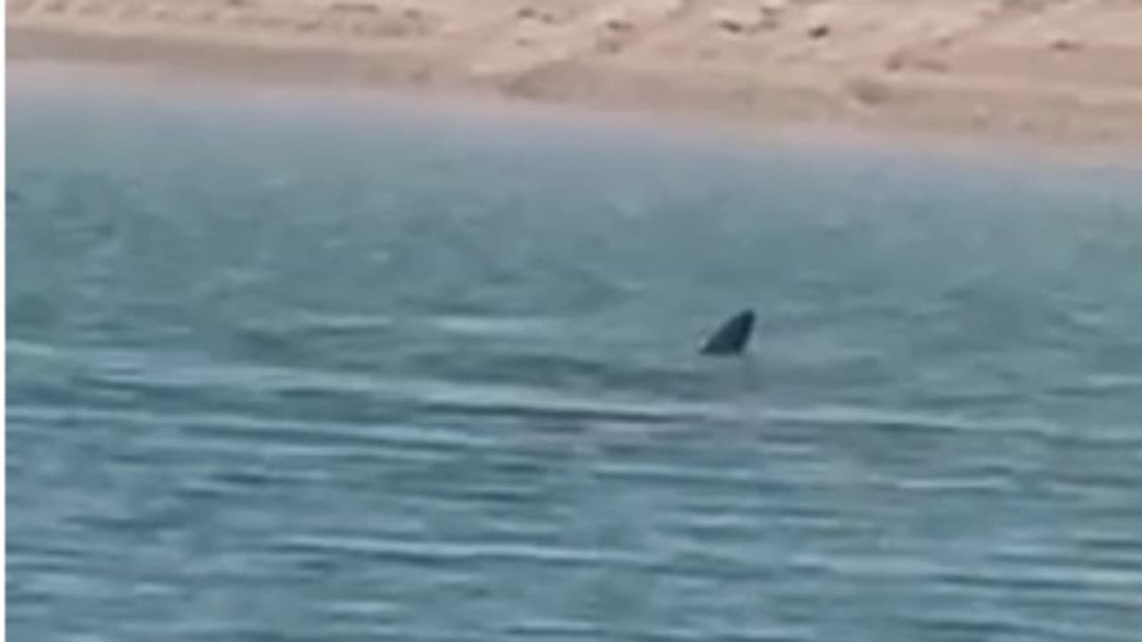 കൂറ്റന് സ്രാവിന്റെ സാന്നിദ്ധ്യം; കുവൈത്തില് ബീച്ചില് പോകുന്നവര്ക്ക് മുന്നറിയിപ്പുമായി അധികൃതര് കൂറ്റന് സ്രാവിന്റെ സാന്നിദ്ധ്യം; കുവൈത്തില് ബീച്ചില് പോകുന്നവര്ക്ക് മുന്നറിയിപ്പുമായി അധികൃതര്