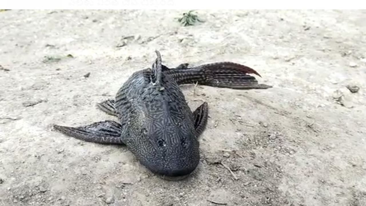 వలలో చిక్కిన వింత చేప.. ఒళ్లంతా నలుపు, తెలుపు మచ్చలు… నోరు కూడా వెరైటీగా (వీడియో) వలలో చిక్కిన వింత చేప.. ఒళ్లంతా నలుపు, తెలుపు మచ్చలు… నోరు కూడా వెరైటీగా (వీడియో)