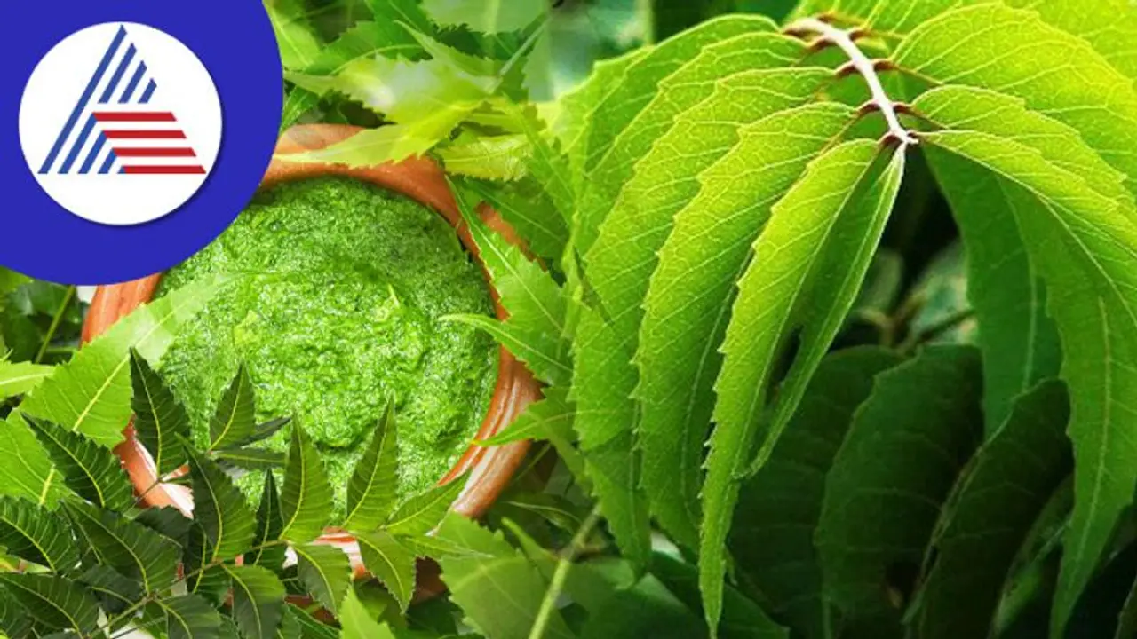 வாஸ்து டிப்ஸ்: வேப்ப மரம் சனி மற்றும் பித்ரா தோஷத்தை நீக்குமா? வாஸ்து டிப்ஸ்: வேப்ப மரம் சனி மற்றும் பித்ரா தோஷத்தை நீக்குமா?