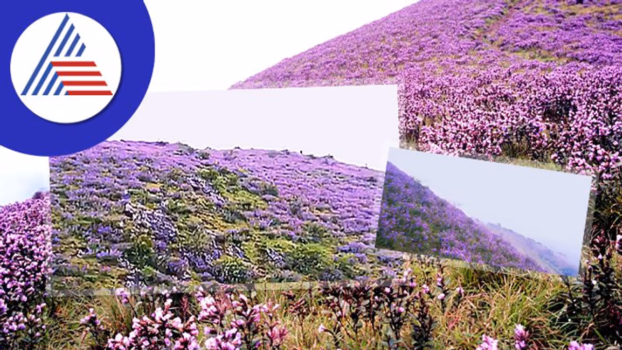 ಮುಳ್ಳಯನಗಿರಿ ಸೌಂದರ್ಯ ಹೆಚ್ಚಿಸಿದ ನೀಲಿಕುರವಂಜಿ: ಪ್ರವಾಸಿಗರನ್ನು ಕೈಬೀಸಿ ಕರೆಯುತ್ತಿದೆ ಚಿಕ್ಕಮಗಳೂರು