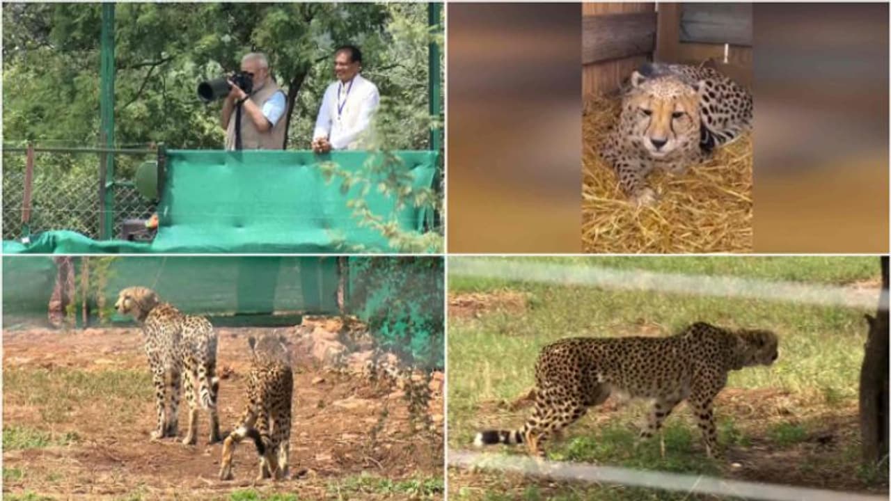 'ഇന്ത്യയിലെത്തിച്ച ചീറ്റകള്‍ക്ക് പേര് നിര്‍ദ്ദേശിക്കാം,രാജ്യത്തിൻ്റെ സംസ്കാരത്തോട് ചേര്‍ന്നുനില്‍ക്കുന്നതാകണം'