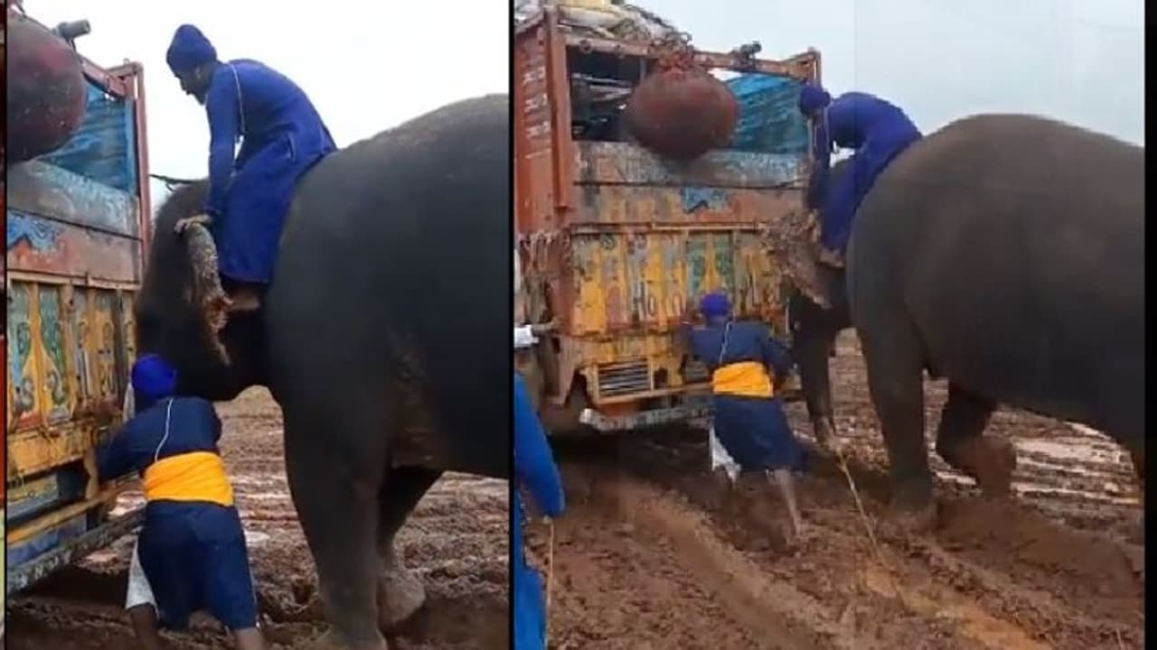 वाह गजराज: कीचड़ में फंसे 3 ट्रकों को हाथी खींच ले गया, वीडियो देख लोग बोले सूंड ने तो कमाल कर दिया वाह गजराज: कीचड़ में फंसे 3 ट्रकों को हाथी खींच ले गया, वीडियो देख लोग बोले सूंड ने तो कमाल कर दिया