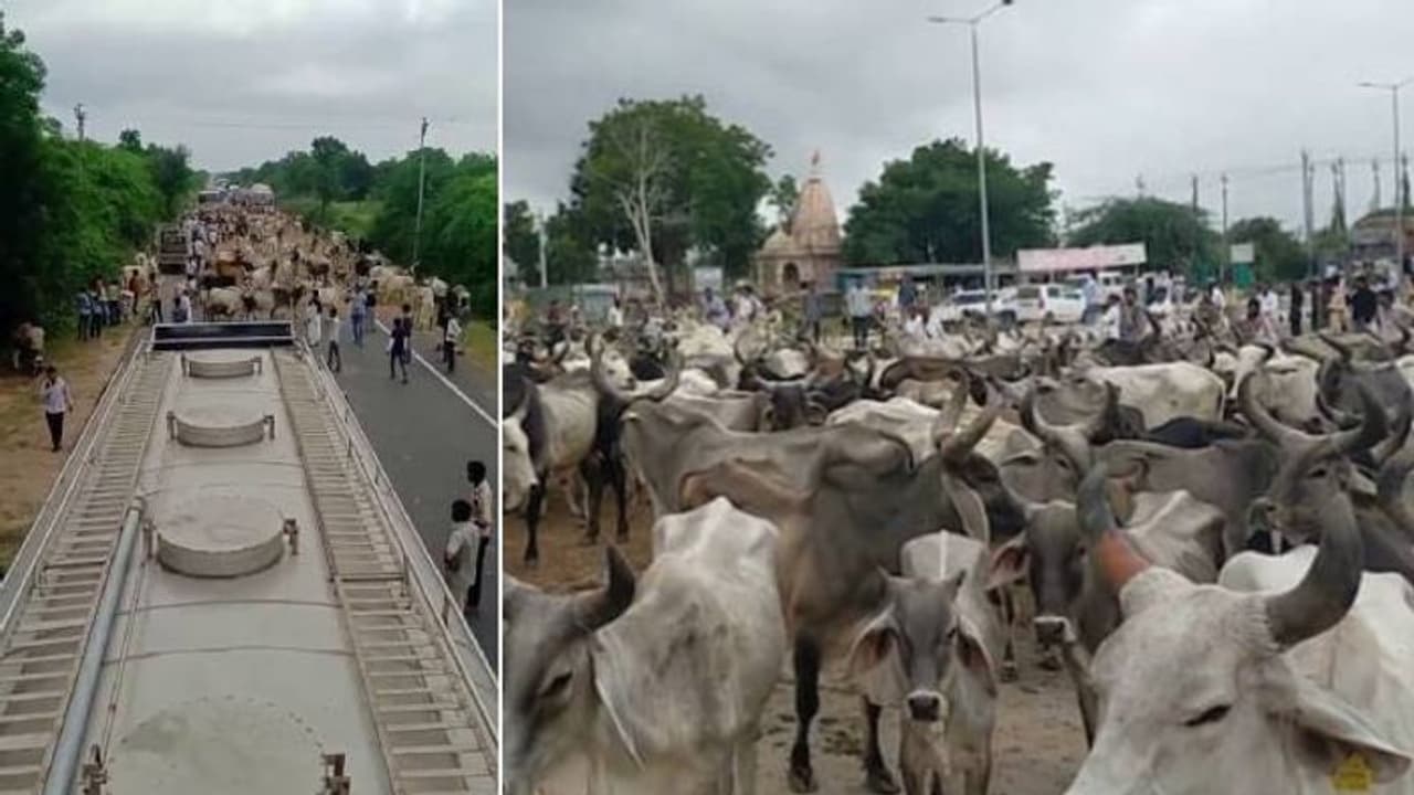 ആയിരക്കണക്കിന് പശുക്കളെ റോഡിലേക്ക് അഴിച്ചുവിട്ടു, പ്രതിഷേധം ഗുജറാത്ത് സര്‍ക്കാരിനെതിരെ