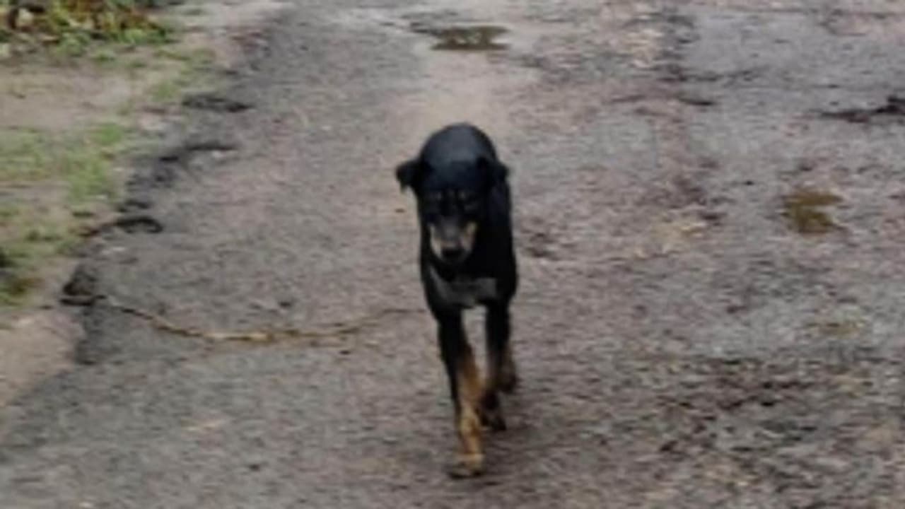 लखनऊ में जारी है कुत्तों का आतंक, एक ही जगह पर बच्चों समेत 6 लोगों को बनाया निशाना 