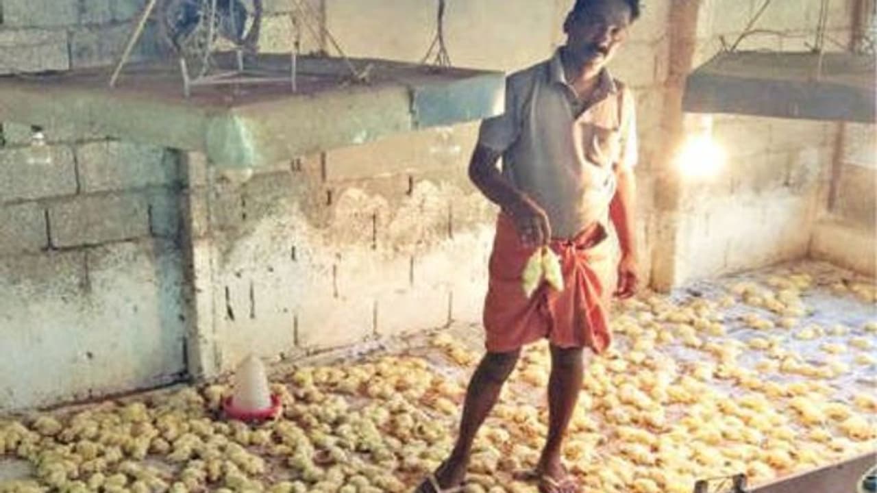 പുലർച്ചെയോടെ ഫാമിൽ ചത്ത നിലയിൽ കണ്ടെത്തിയത് രണ്ടായിരത്തോളം കോഴിക്കുഞ്ഞുങ്ങളെ, കാരണം കീരിയെന്ന് വിശദീകരണം