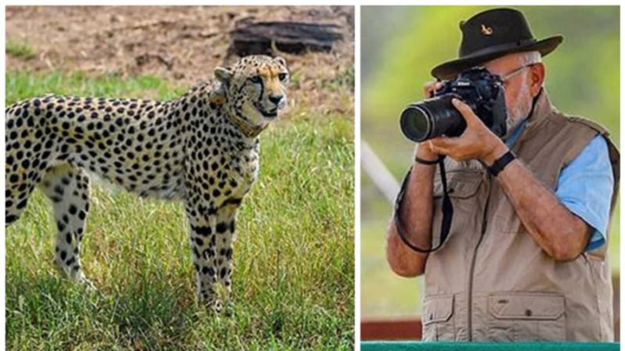 സൈനിക കേന്ദ്രത്തില് പരിശീലനം ലഭിച്ച പട്ടിപ്പട വരുന്നു; ചീറ്റകളെ തൊട്ടാല് പണി കിട്ടും! സൈനിക കേന്ദ്രത്തില് പരിശീലനം ലഭിച്ച പട്ടിപ്പട വരുന്നു; ചീറ്റകളെ തൊട്ടാല് പണി കിട്ടും!