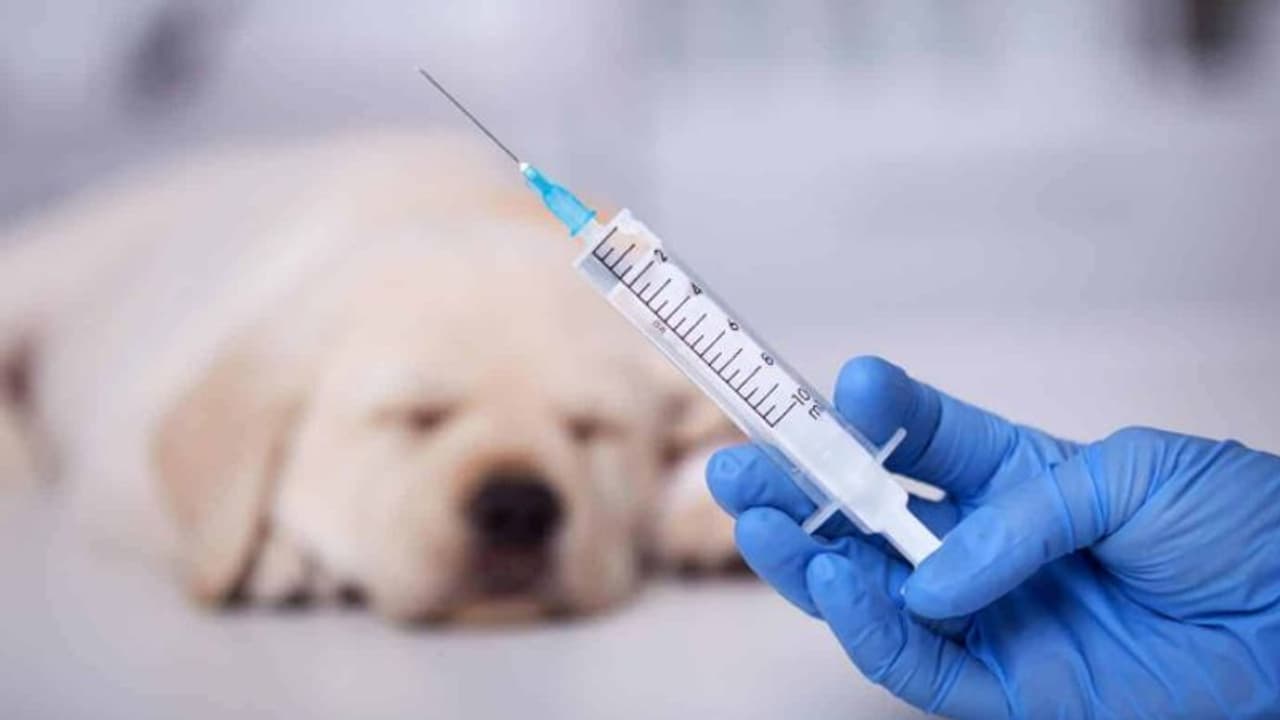 പേവിഷബാധ പ്രതിരോധ വാക്സിന്റെ ഗുണനിലവാരം പരിശോധിക്കും; സർക്കാർ വിദഗ്ദ്ധ സമിതിയെ നിയമിച്ചു 