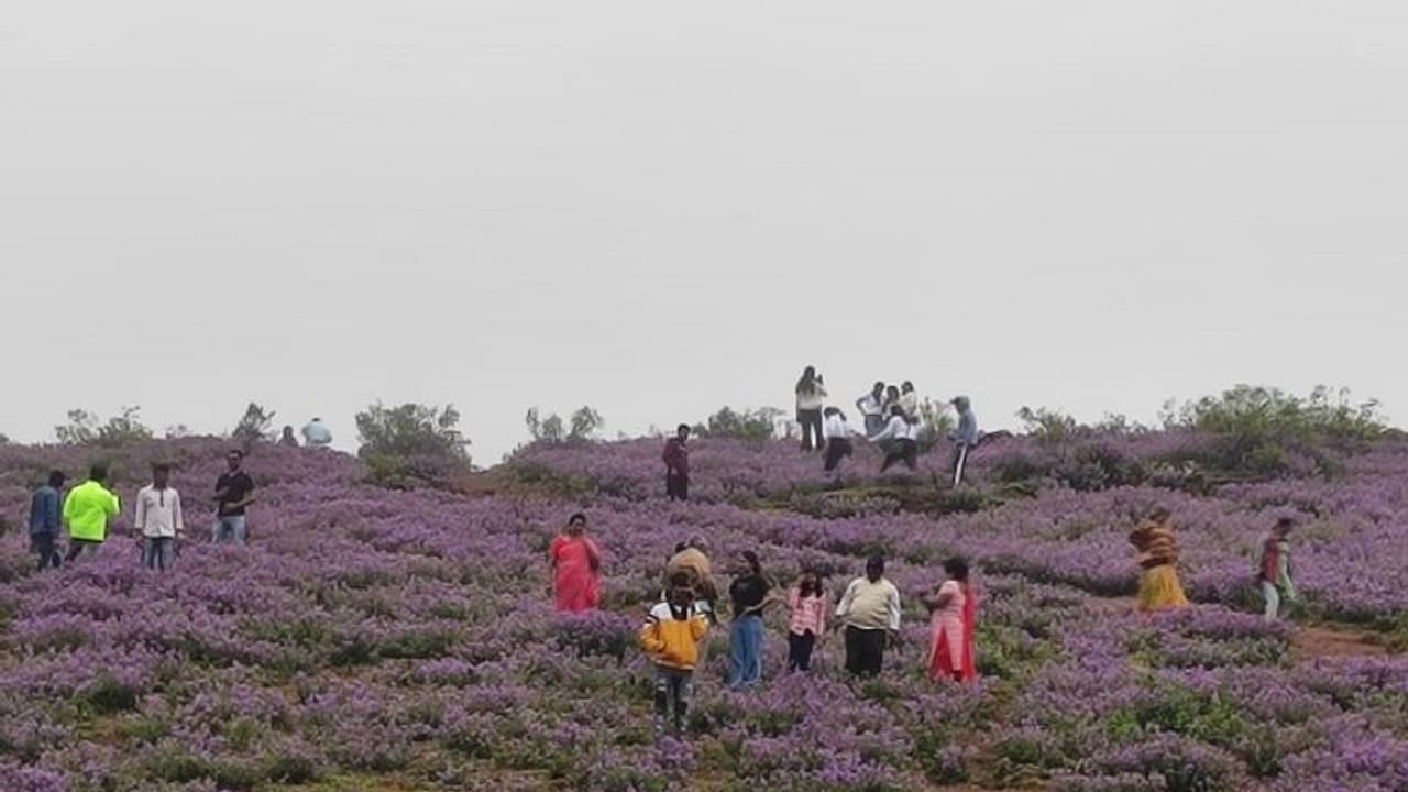 चिक्कमगलुरु के कॉफी बगान में 16 दलितों को 15 दिनों तक बंधक बनाकर अत्याचार, दलित महिला ने बच्चा खोया चिक्कमगलुरु के कॉफी बगान में 16 दलितों को 15 दिनों तक बंधक बनाकर अत्याचार, दलित महिला ने बच्चा खोया