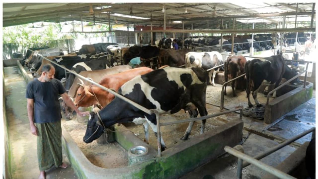 tumakur ಹೈನುಗಾರಿಕೆಯಲ್ಲಿ ಸ್ತ್ರೀಯರ ಪಾತ್ರ ಅತಿ ದೊಡ್ಡದು tumakur ಹೈನುಗಾರಿಕೆಯಲ್ಲಿ ಸ್ತ್ರೀಯರ ಪಾತ್ರ ಅತಿ ದೊಡ್ಡದು