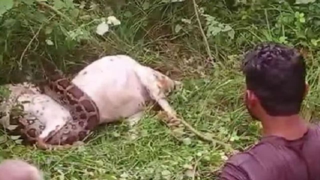 आगरा: बकरी चराने गए किशोरों का 12 फीट लंबे अजगर से हुआ सामना, सूचना के बाद भी नहीं पहुंची वन विभाग की टीम आगरा: बकरी चराने गए किशोरों का 12 फीट लंबे अजगर से हुआ सामना, सूचना के बाद भी नहीं पहुंची वन विभाग की टीम