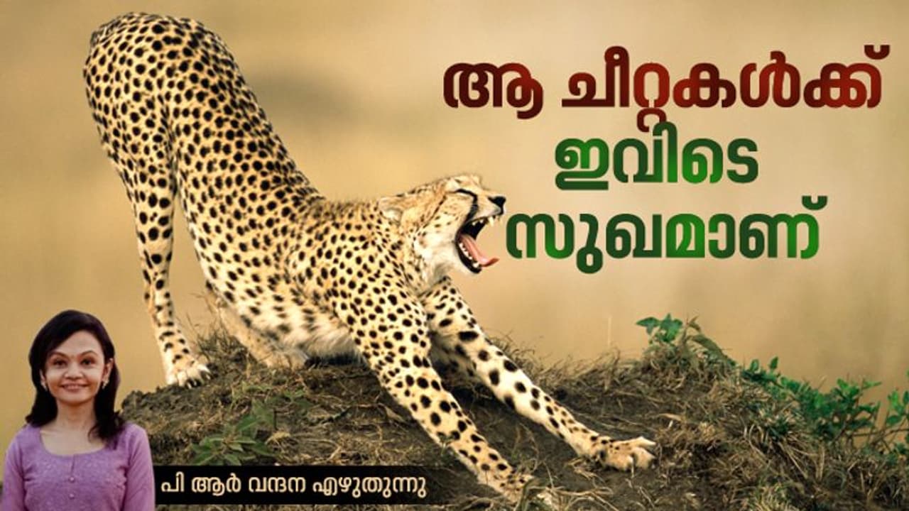 കാവലിന് രണ്ടാനകള്, സുഭിക്ഷ ഭക്ഷണം, ആ ചീറ്റകള് ഇപ്പോള് വിഐപിമാര്! കാവലിന് രണ്ടാനകള്, സുഭിക്ഷ ഭക്ഷണം, ആ ചീറ്റകള് ഇപ്പോള് വിഐപിമാര്!