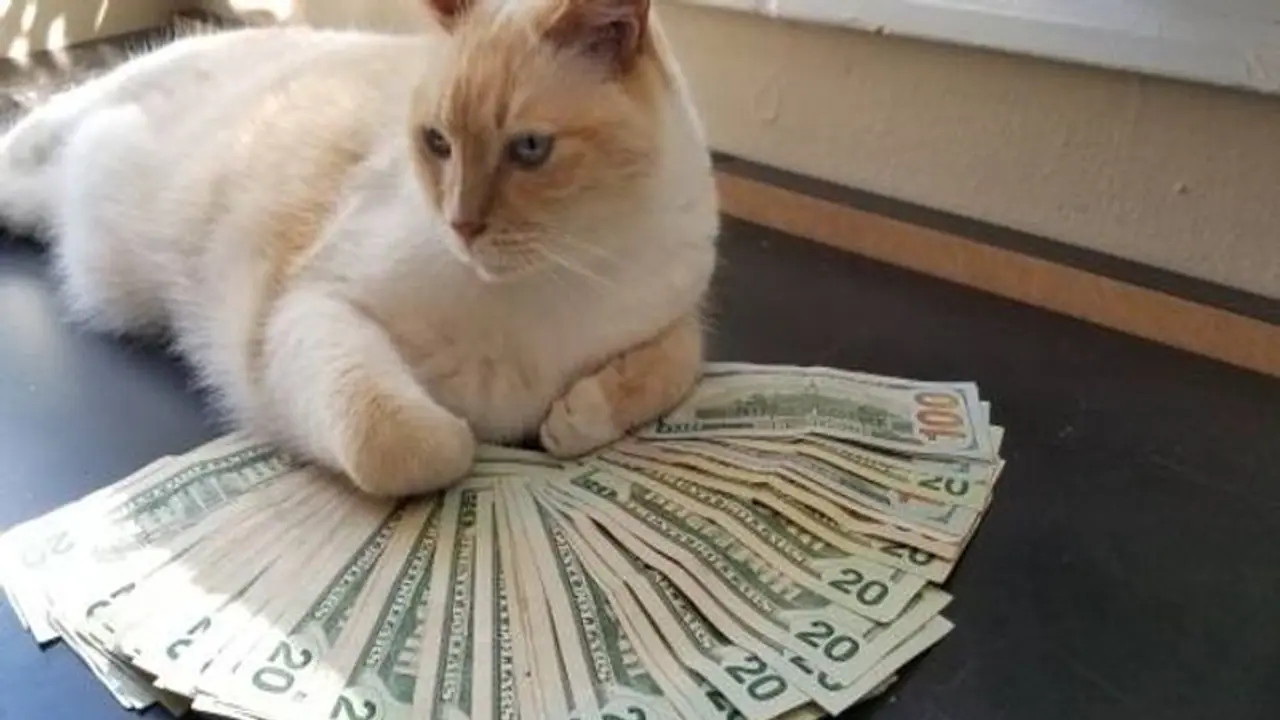 বাড়িতে বিড়াল পুষলে হতে পারে টাকার বৃষ্টি, এই নিয়মগুলো জেনে নিন বাড়িতে বিড়াল পুষলে হতে পারে টাকার বৃষ্টি, এই নিয়মগুলো জেনে নিন