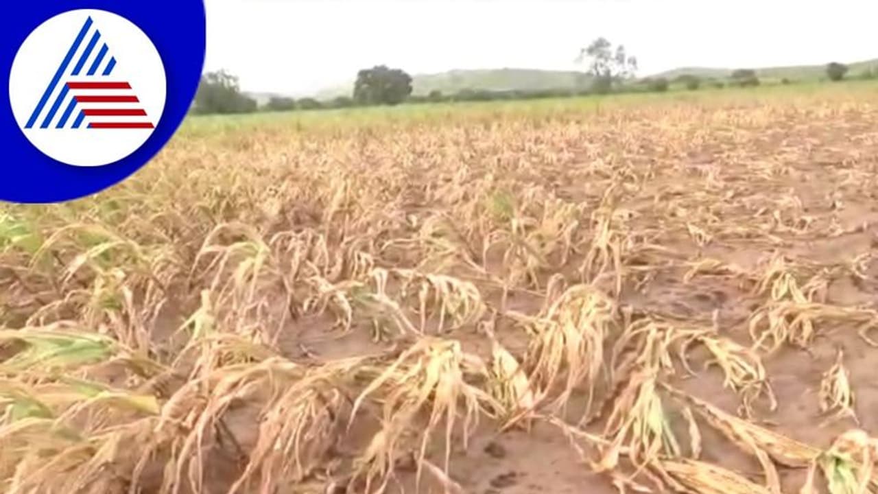 ವಿಜಯಪುರ: ಕಪ್ಪು ನುಶಿ ಕಾಟಕ್ಕೆ ಅನ್ನದಾತ ಕಂಗಾಲು ವಿಜಯಪುರ: ಕಪ್ಪು ನುಶಿ ಕಾಟಕ್ಕೆ ಅನ್ನದಾತ ಕಂಗಾಲು