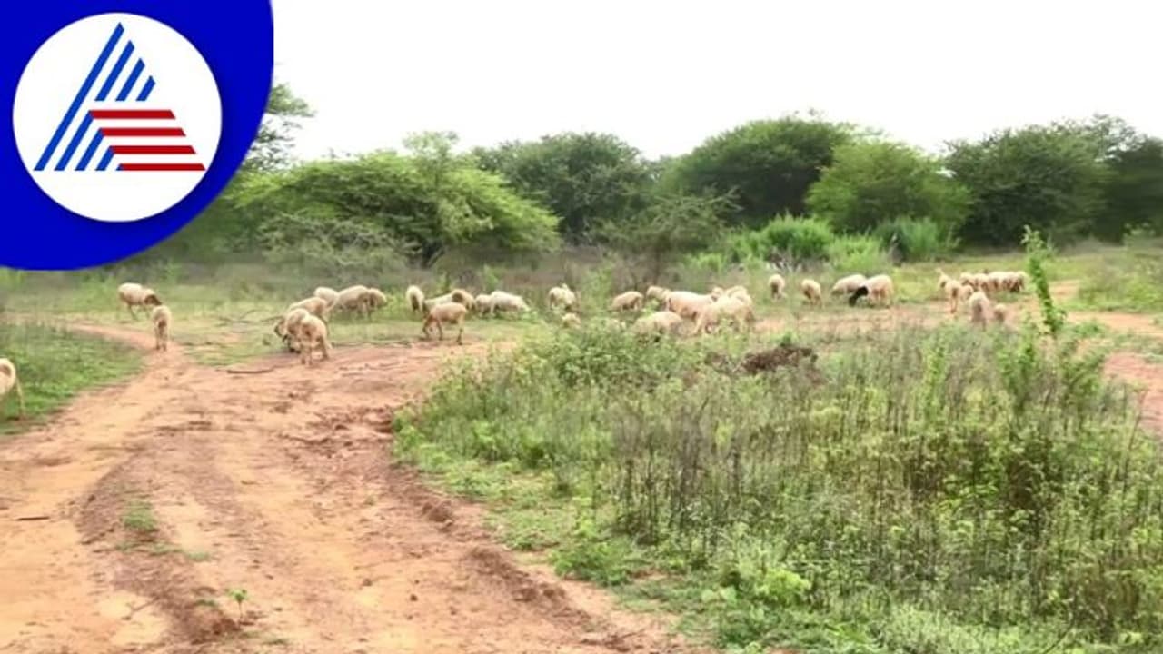 ಕೋಲಾರದ ಈ ಕೆರೆಗೆ ವರುಣನ ಕೃಷೆ ಇಲ್ಲ, ಇಂದಿಗೂ ನೀರು ಬರಲಿಲ್ಲ! ಕೋಲಾರದ ಈ ಕೆರೆಗೆ ವರುಣನ ಕೃಷೆ ಇಲ್ಲ, ಇಂದಿಗೂ ನೀರು ಬರಲಿಲ್ಲ!