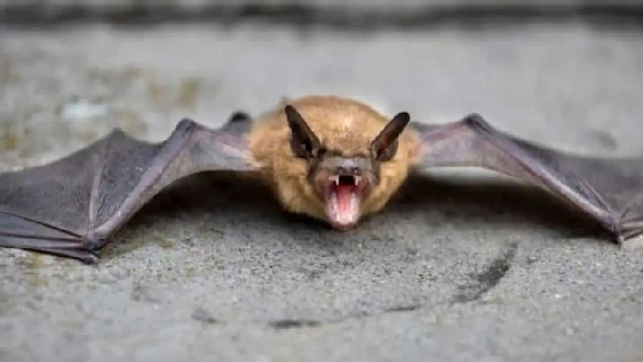 বিশ্বে নতুন বিপজ্জনক ভাইরাসের প্রবেশ, আশঙ্কা গবেষক মহলে বিশ্বে নতুন বিপজ্জনক ভাইরাসের প্রবেশ, আশঙ্কা গবেষক মহলে