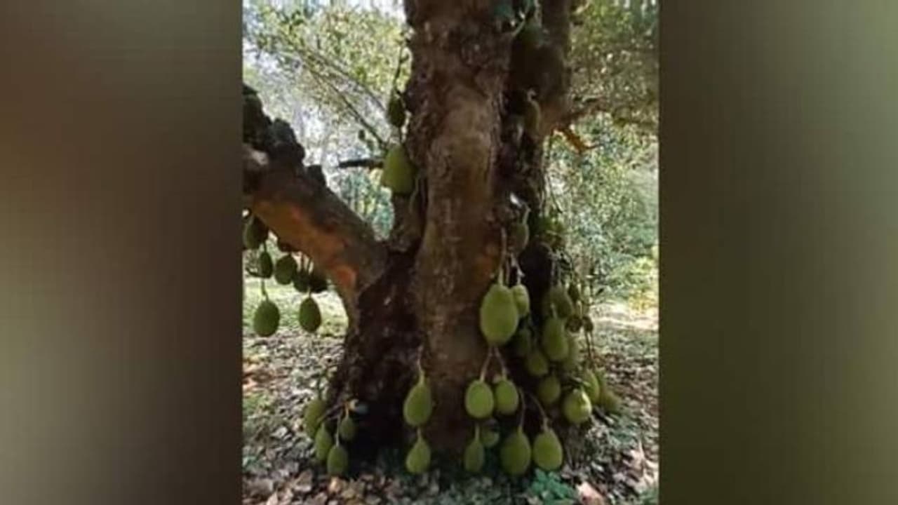 200 വർഷം പഴക്കം, ഇന്നും നൂറ് കണക്കിന് പഴങ്ങൾ, ഇന്റര്നെറ്റിൽ അത്ഭുതമായി ഈ മുത്തശ്ശി പ്ലാവ് 200 വർഷം പഴക്കം, ഇന്നും നൂറ് കണക്കിന് പഴങ്ങൾ, ഇന്റര്നെറ്റിൽ അത്ഭുതമായി ഈ മുത്തശ്ശി പ്ലാവ്