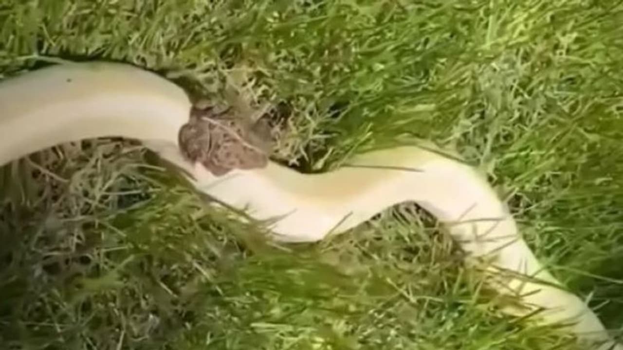 सांप की सवारी कर रहे मेंढक का वीडियो वायरल, यूजर्स बोले अपनी मौत से मत खेल भाई 