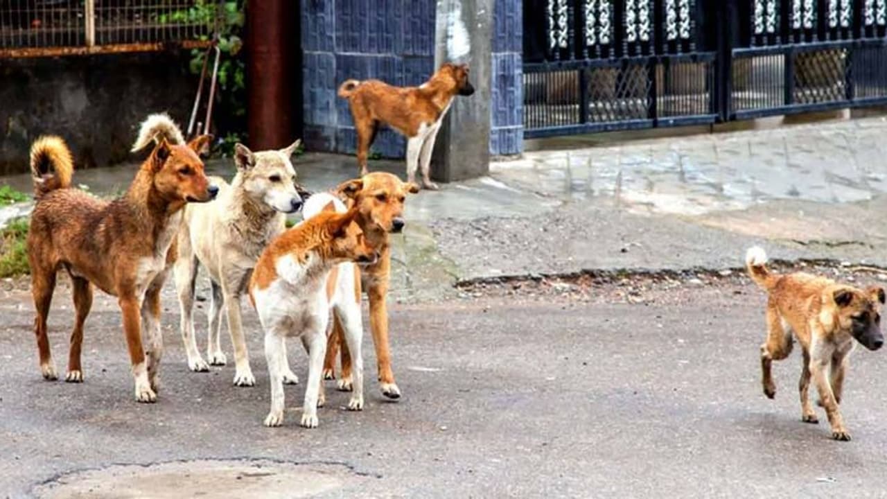 World Rabies Day 2022 : ലോക റാബിസ് ദിനം; ഈ ദിനത്തിന്റെ പ്രധാന്യത്തെ കുറിച്ചറിയാം World Rabies Day 2022 : ലോക റാബിസ് ദിനം; ഈ ദിനത്തിന്റെ പ്രധാന്യത്തെ കുറിച്ചറിയാം