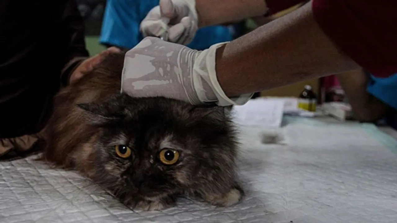 World Rabies Day 2022 : क्या होता है रेबीज, जानें किन जानवरों के कांटने से हो सकती है ये खतरनाक बीमारी World Rabies Day 2022 : क्या होता है रेबीज, जानें किन जानवरों के कांटने से हो सकती है ये खतरनाक बीमारी